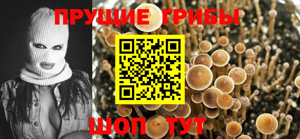 Галлюциногенные грибы Cubensis Камень-на-Оби